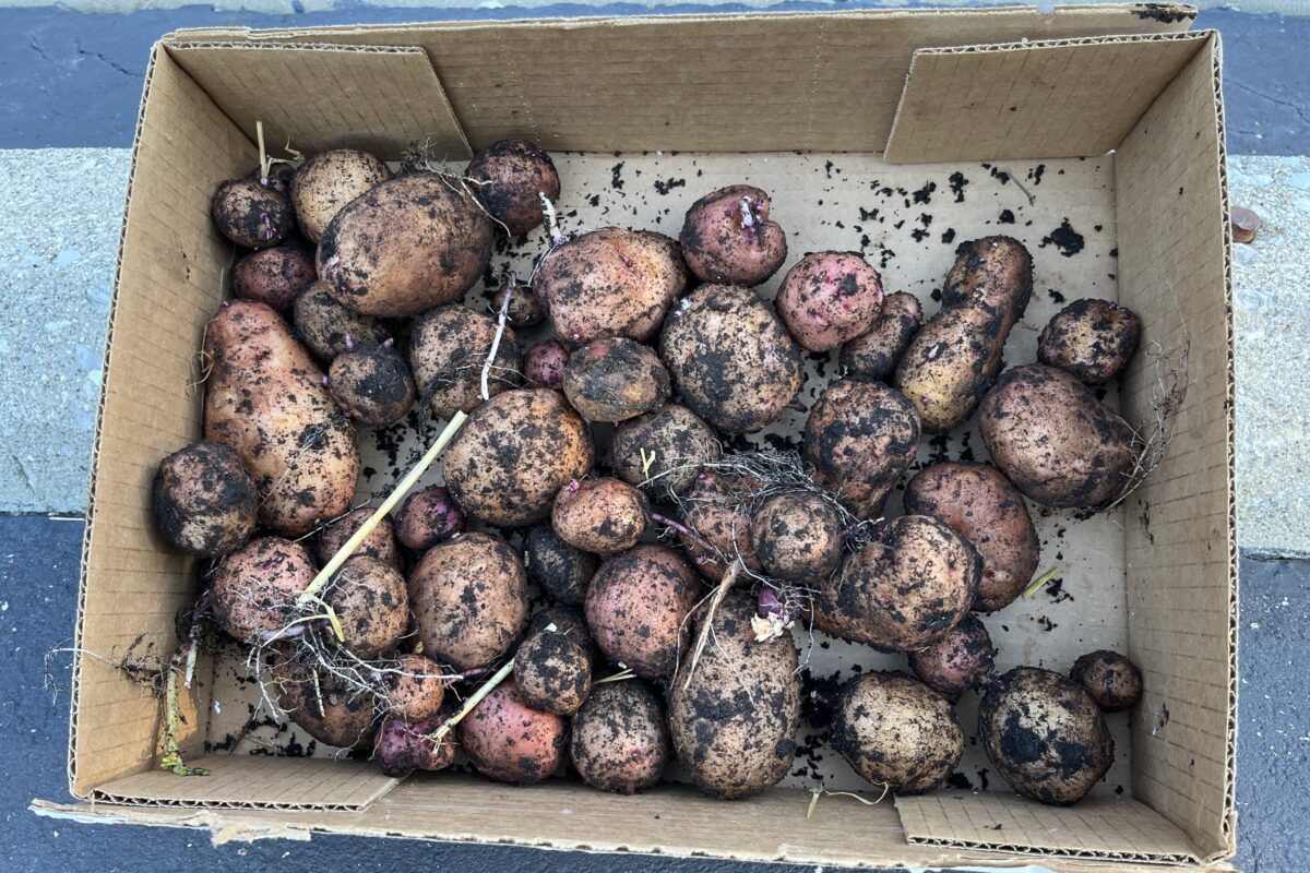 Potatoes