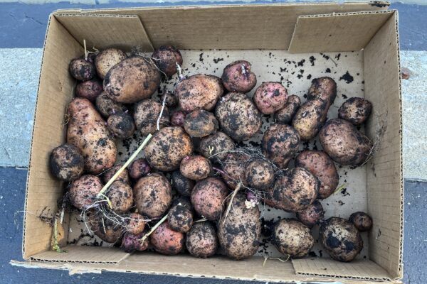Potatoes