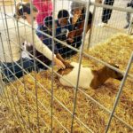 Petting the goats