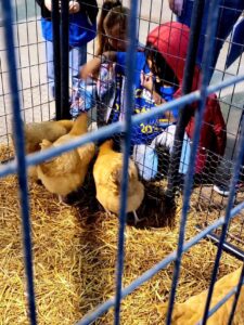 students seeing baby chicks