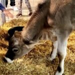 cow